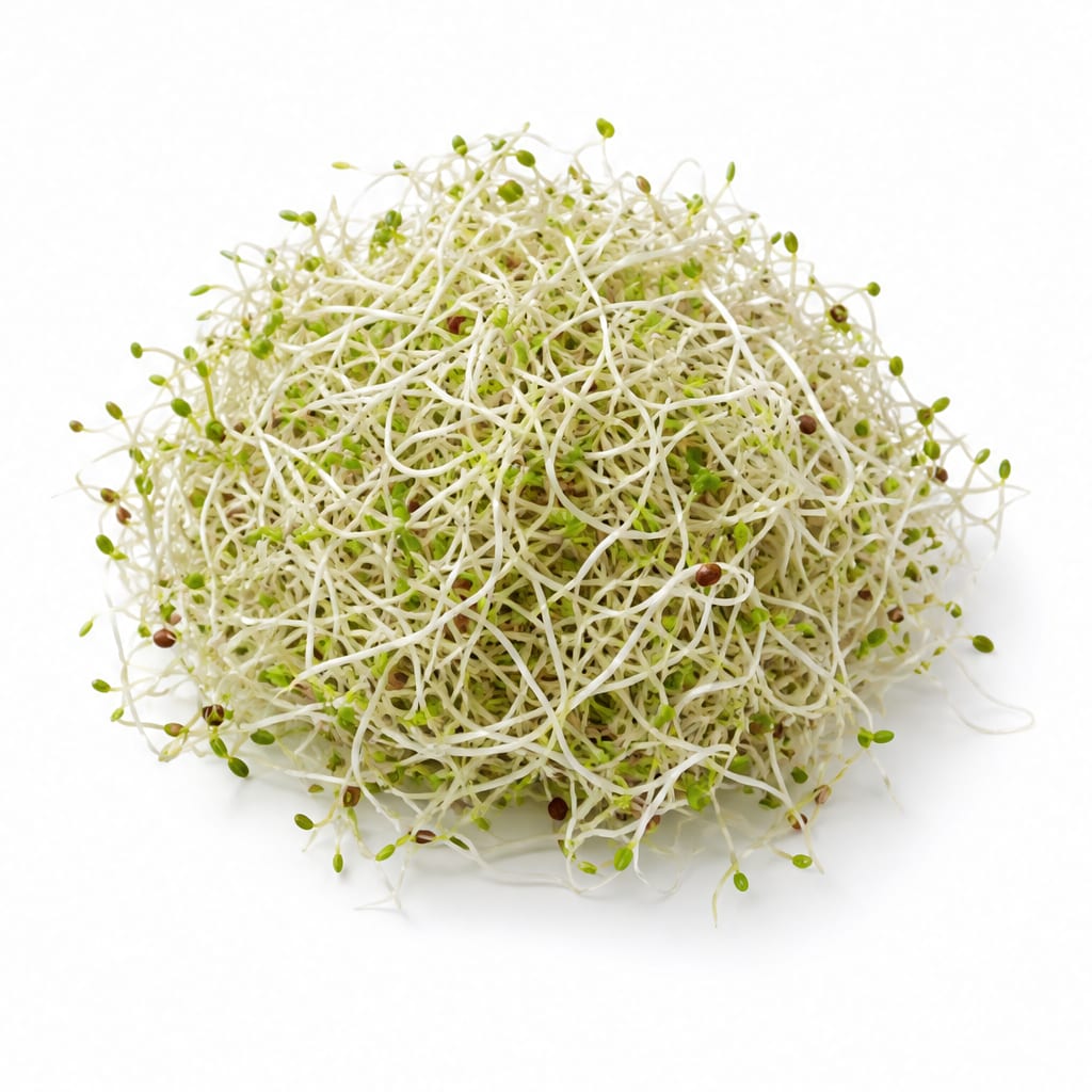 Alfalfa Sprouts