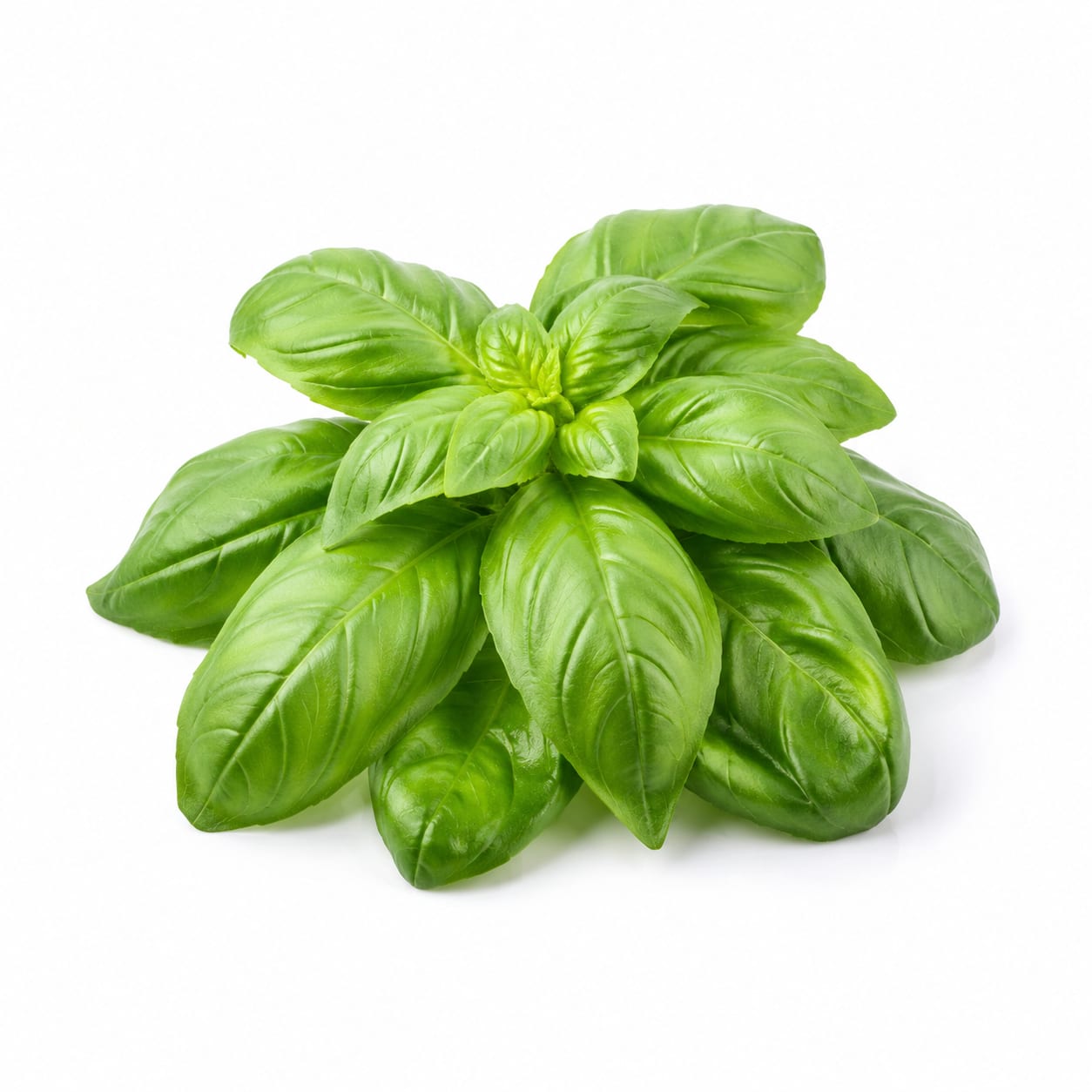 Basil