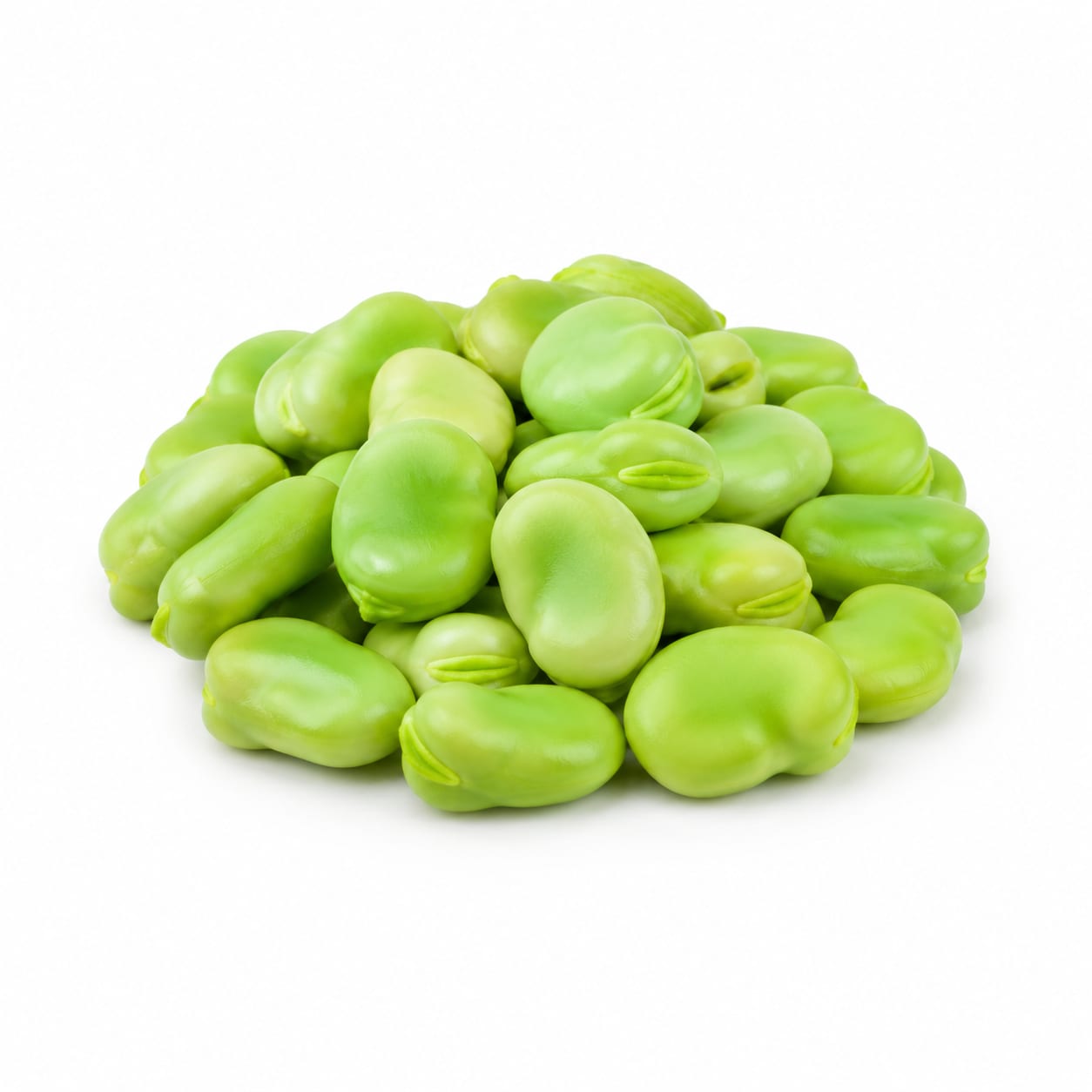 Broad Bean