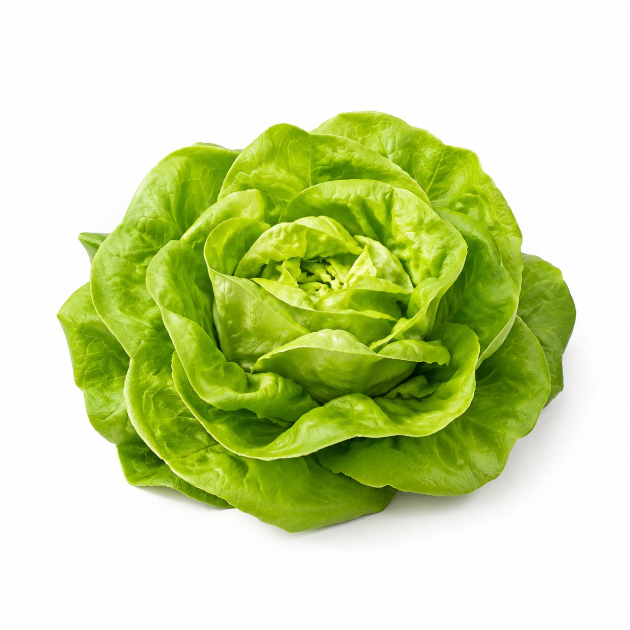 Butter Lettuce