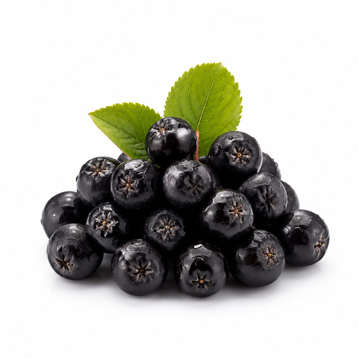 Chokeberry