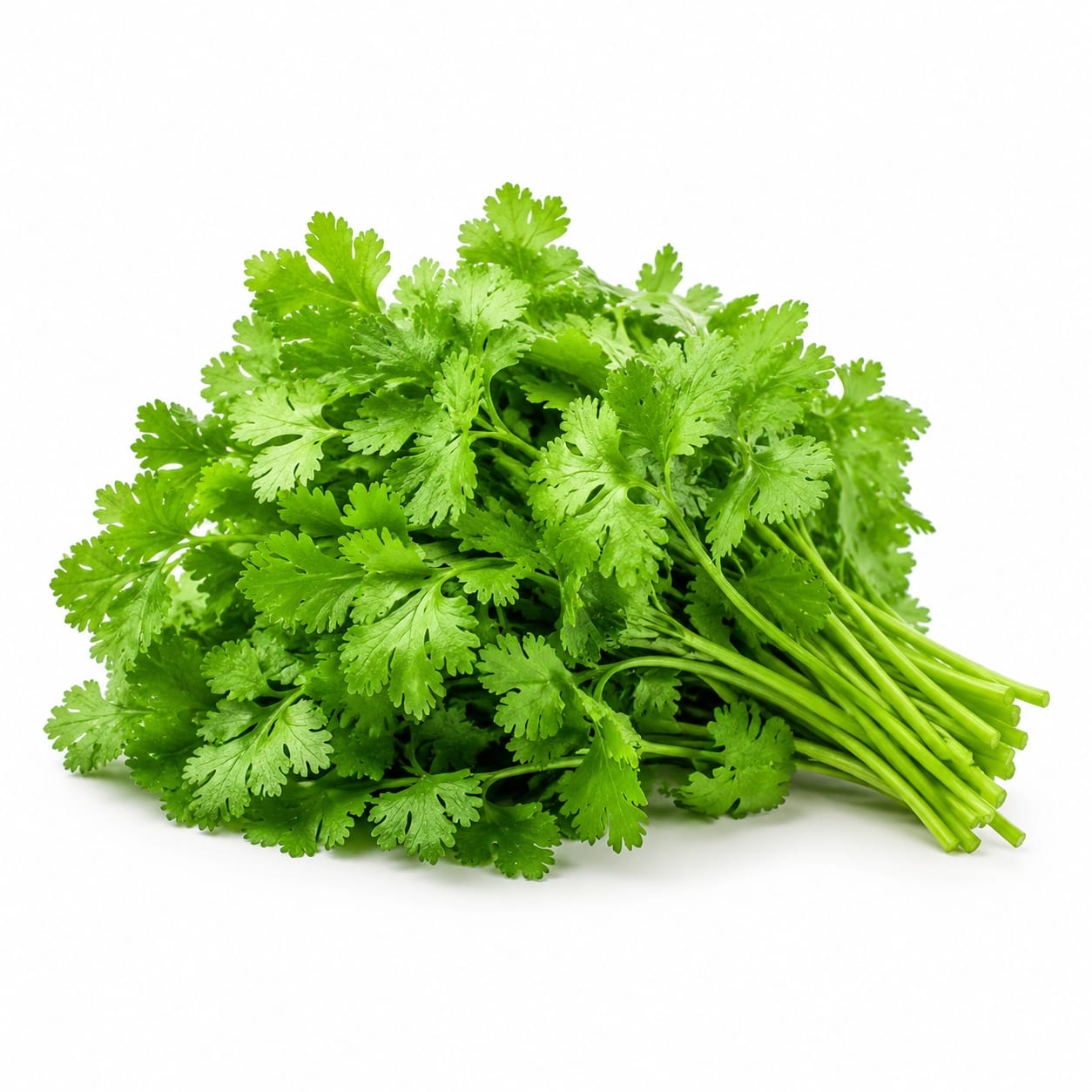 Cilantro
