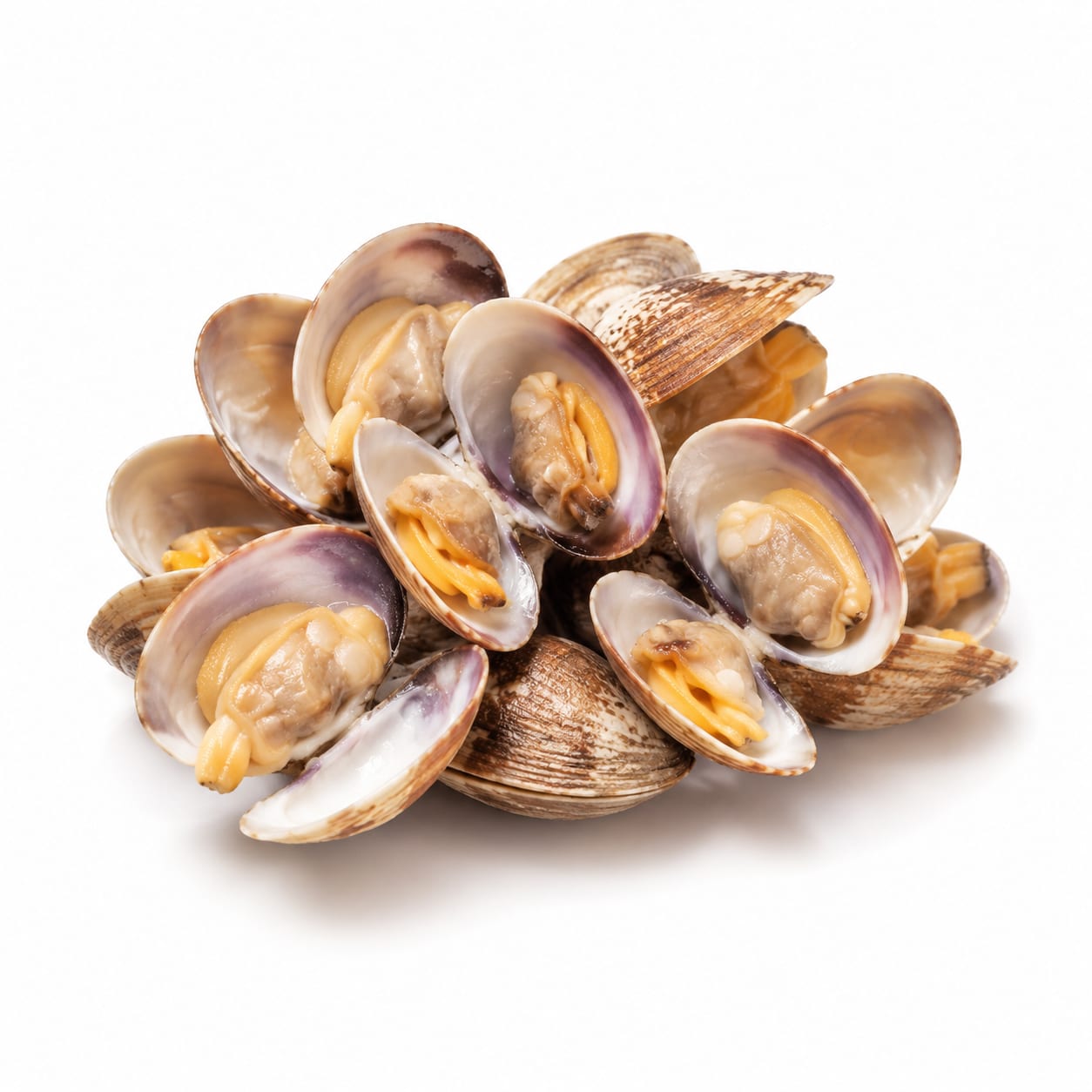 Clam