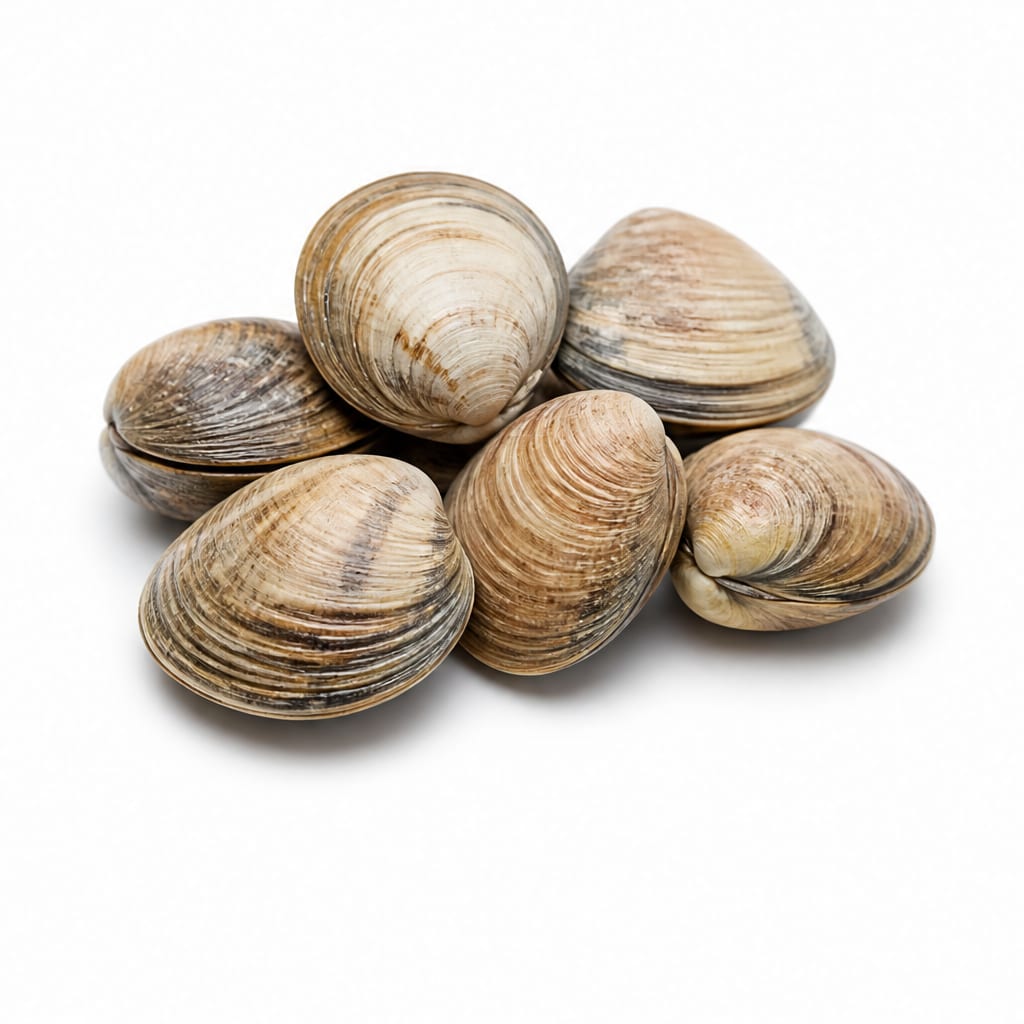 Clams