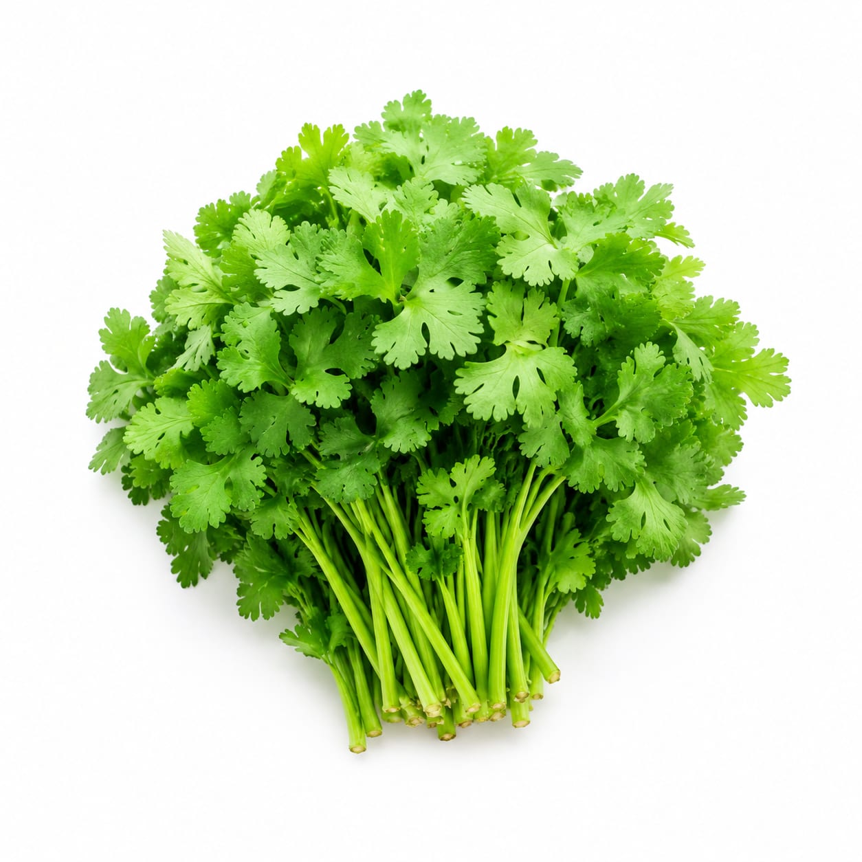 Coriander