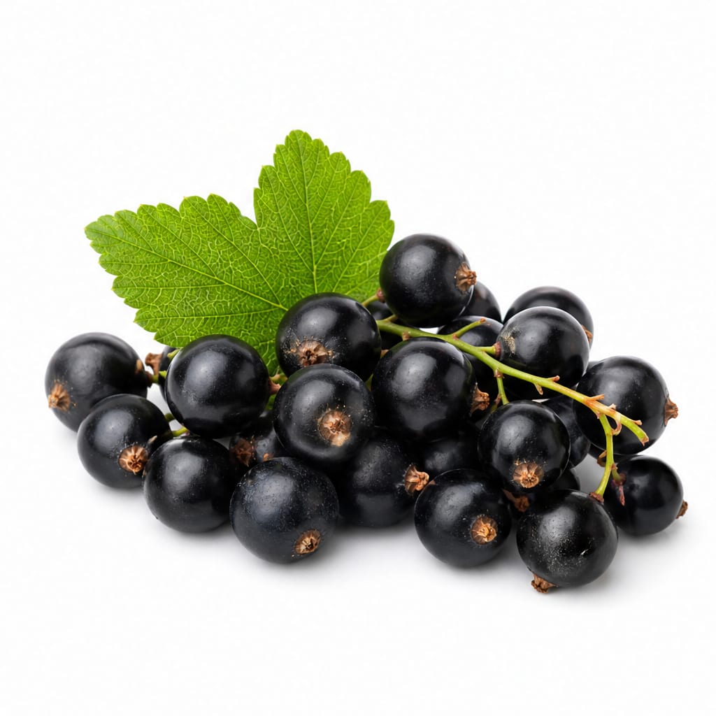 Currant