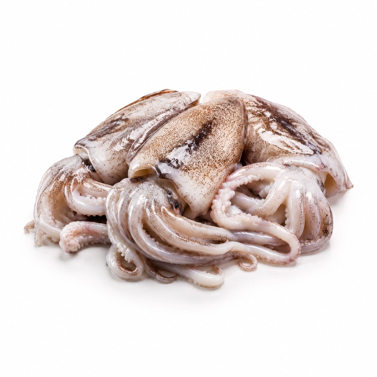 Cuttlefish