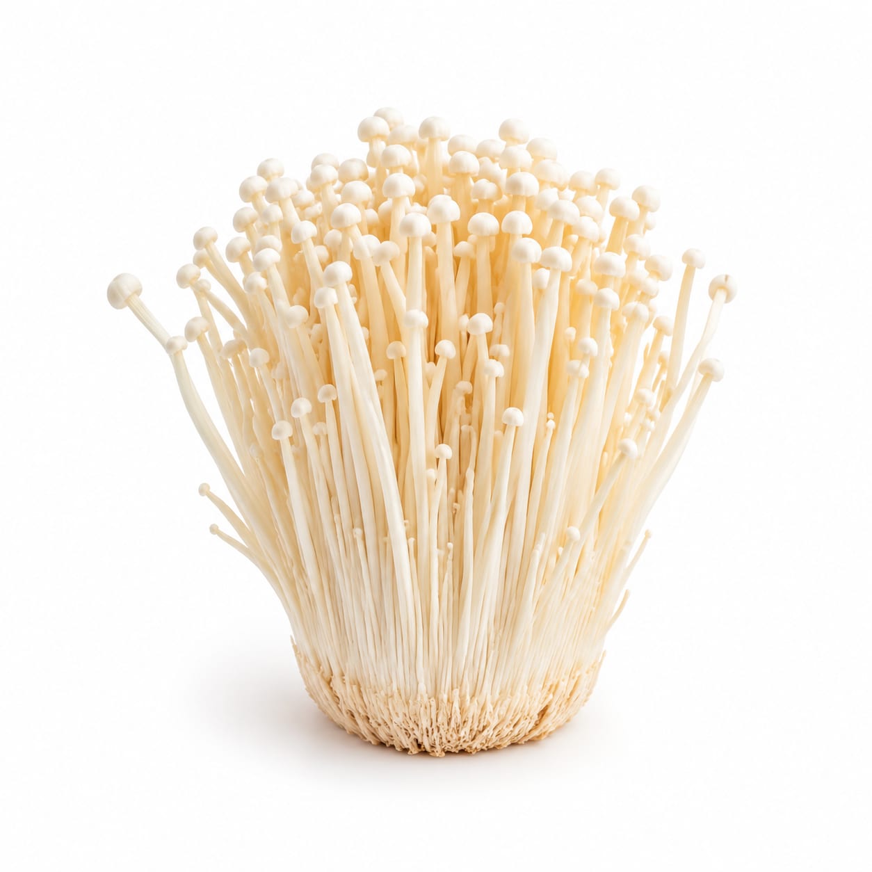 Enoki Mushroom