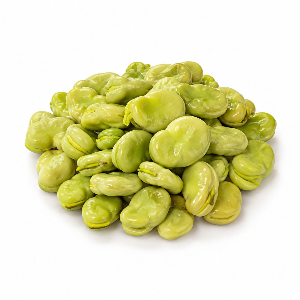 Fava Bean