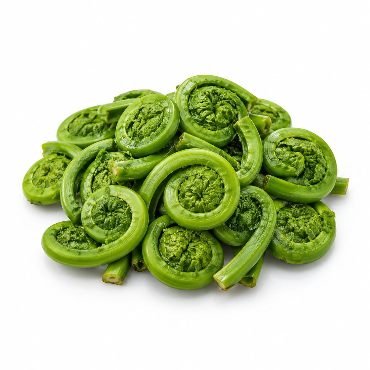 Fiddlehead Fern