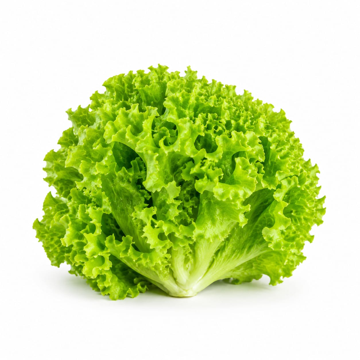 Green Leaf Lettuce