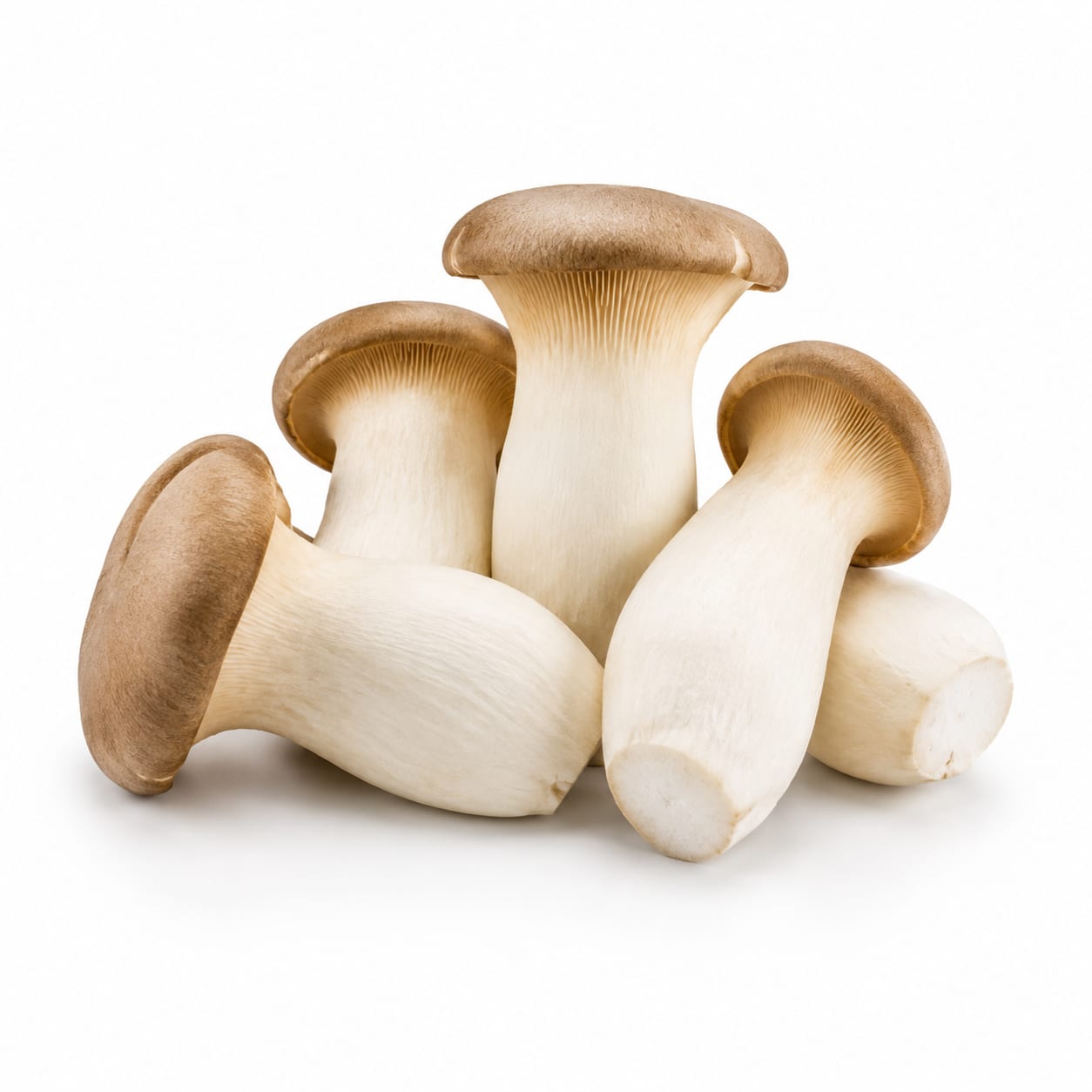 King Oyster Mushroom