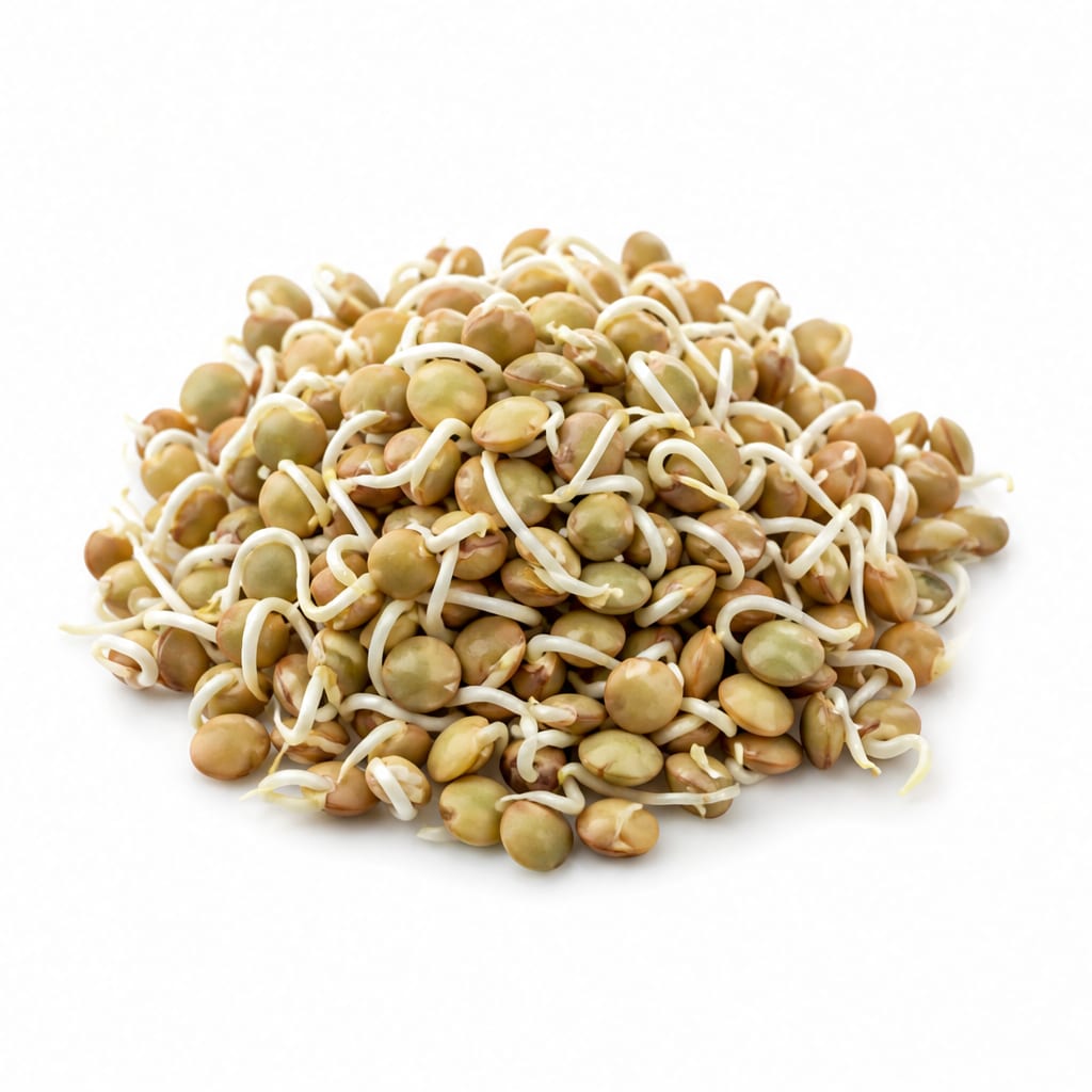 Lentil Sprouts
