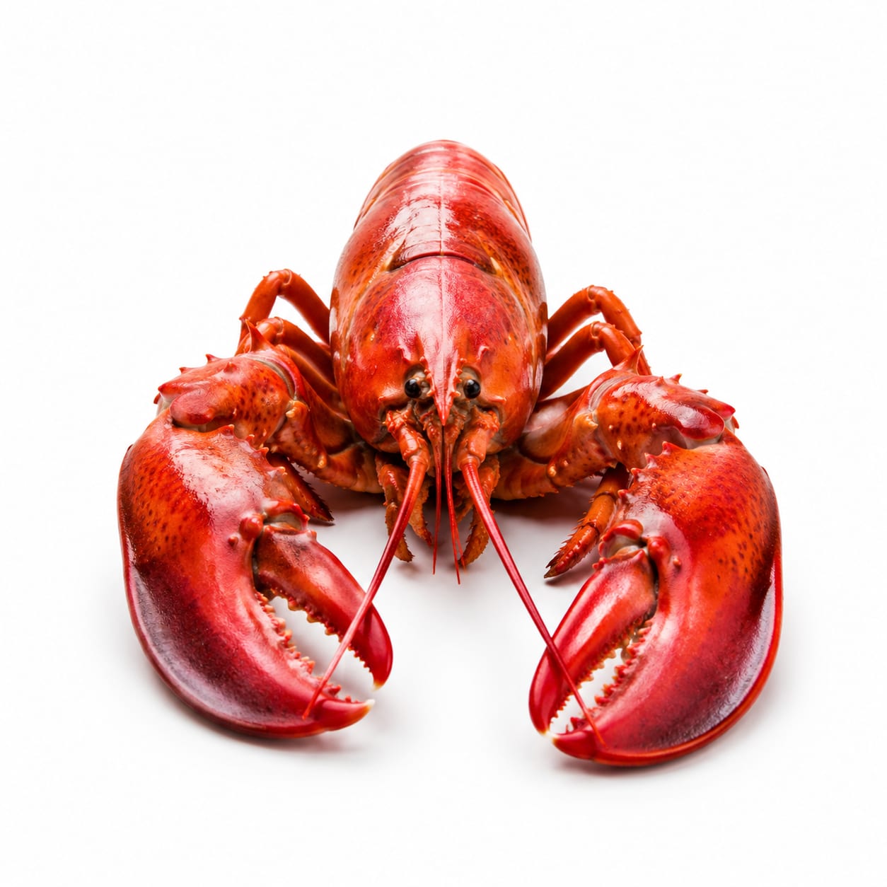 Lobster