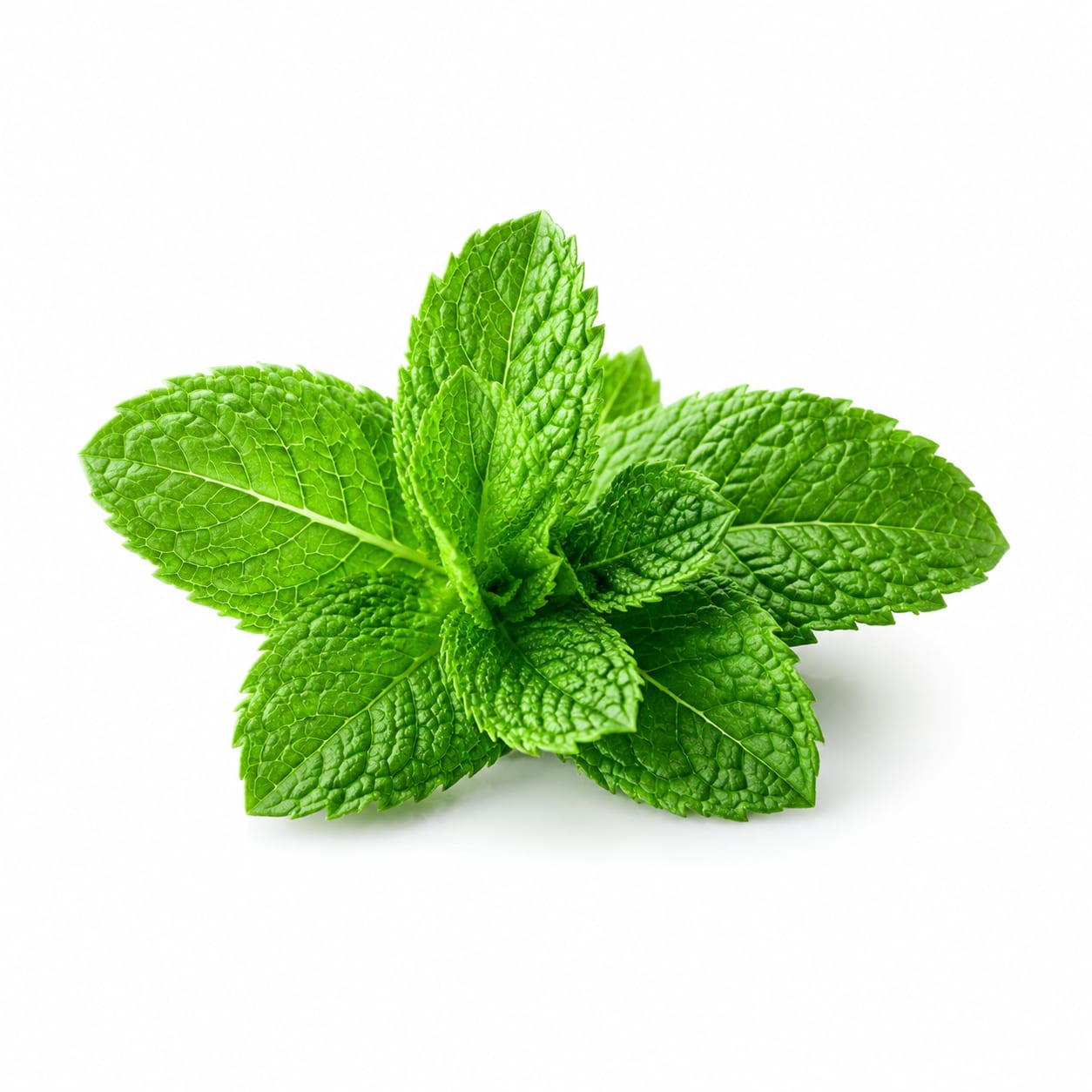 Mint