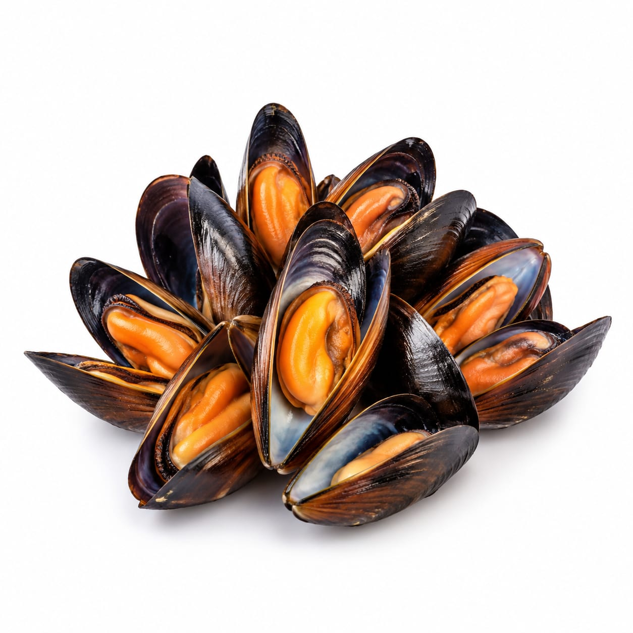 Mussel