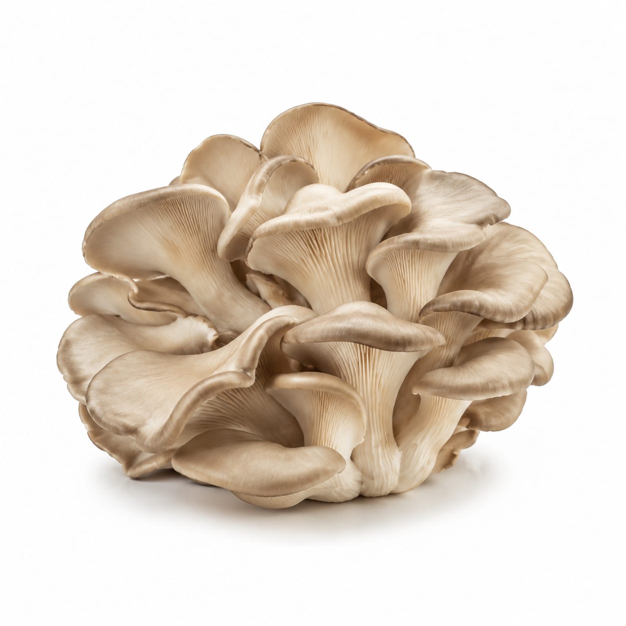 Oyster Mushroom