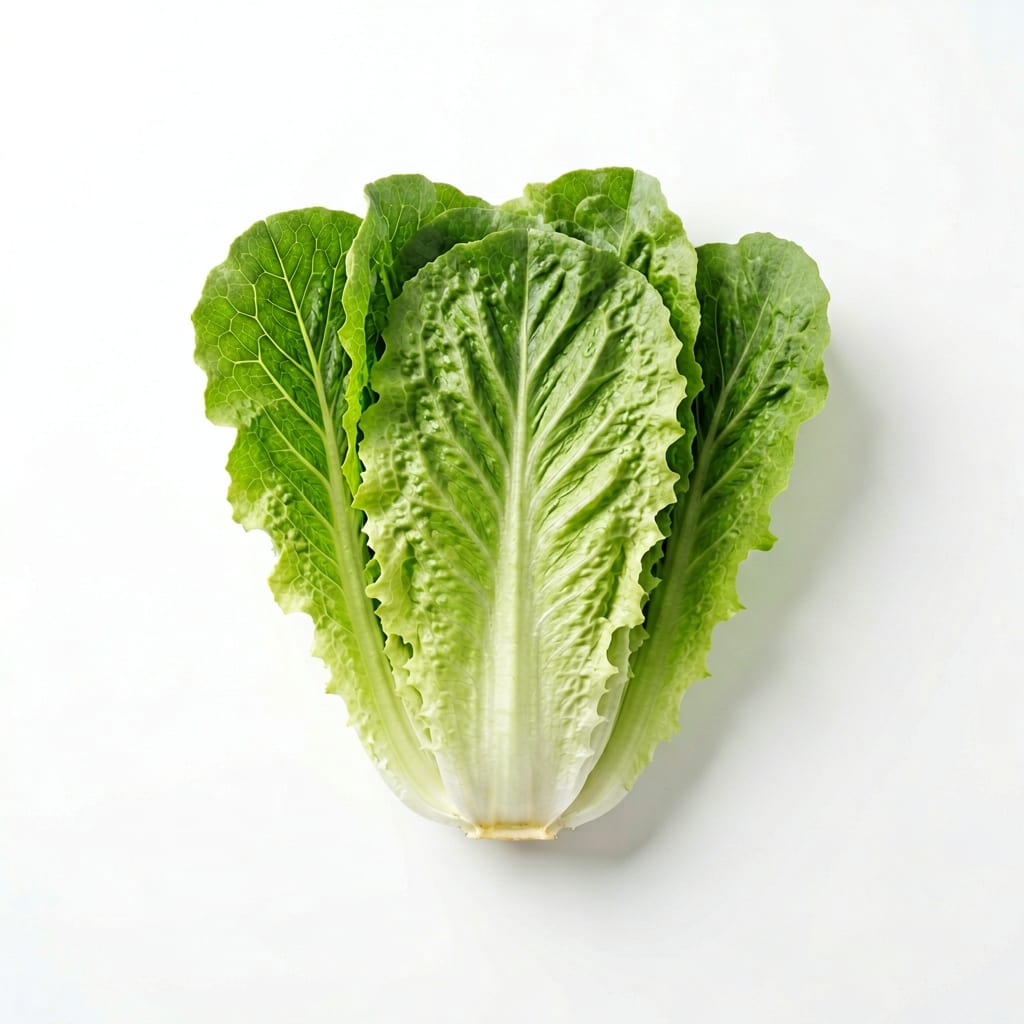 Romaine Lettuce