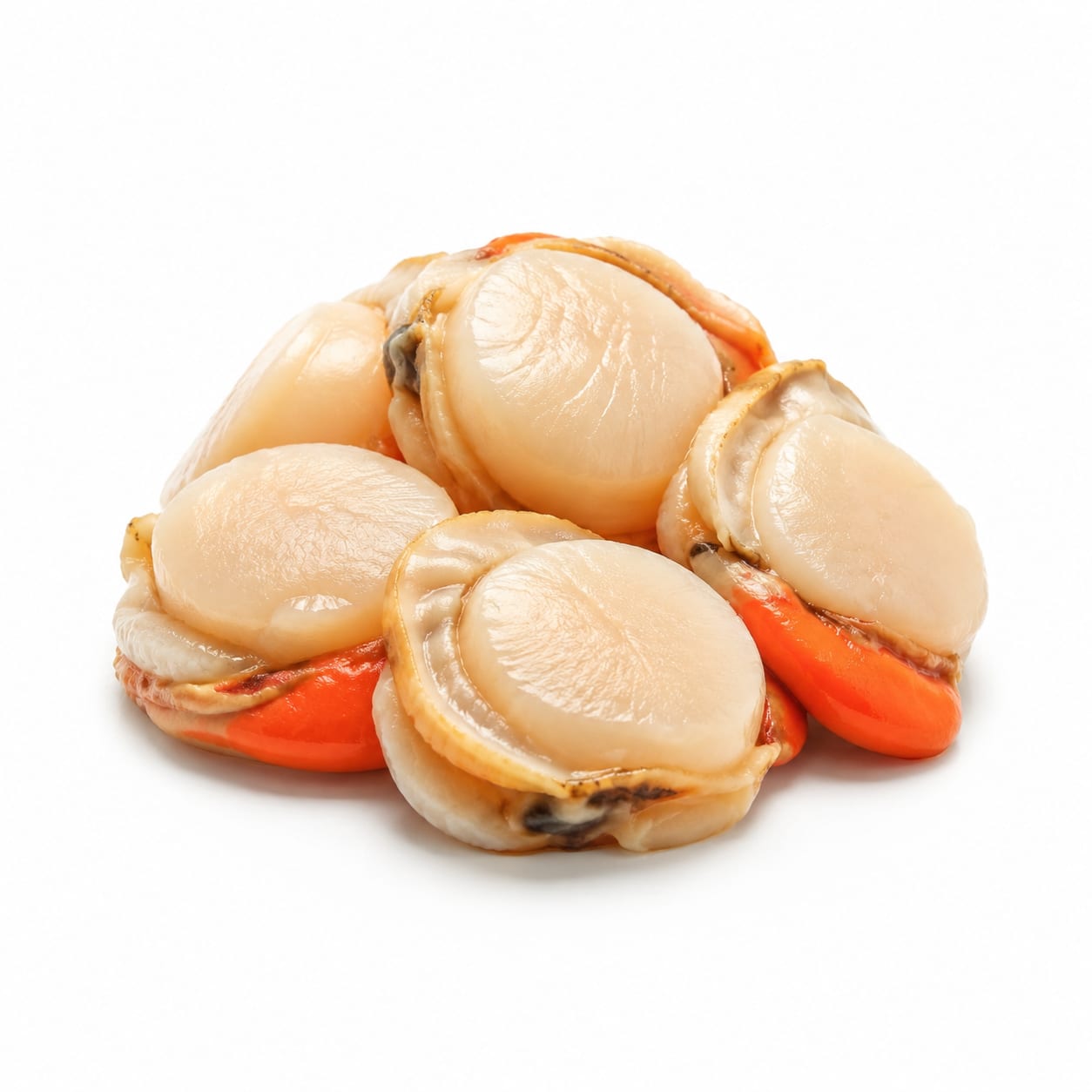 Scallop