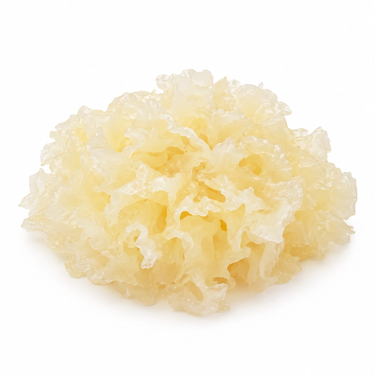Snow Fungus